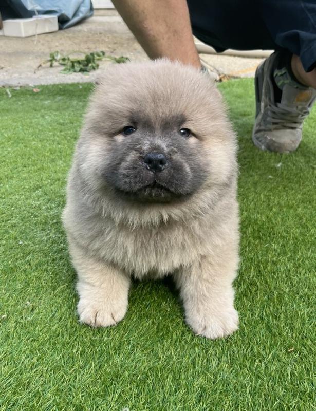 Chunky Chow Chow Puppies for Adoption Image eClassifieds4u