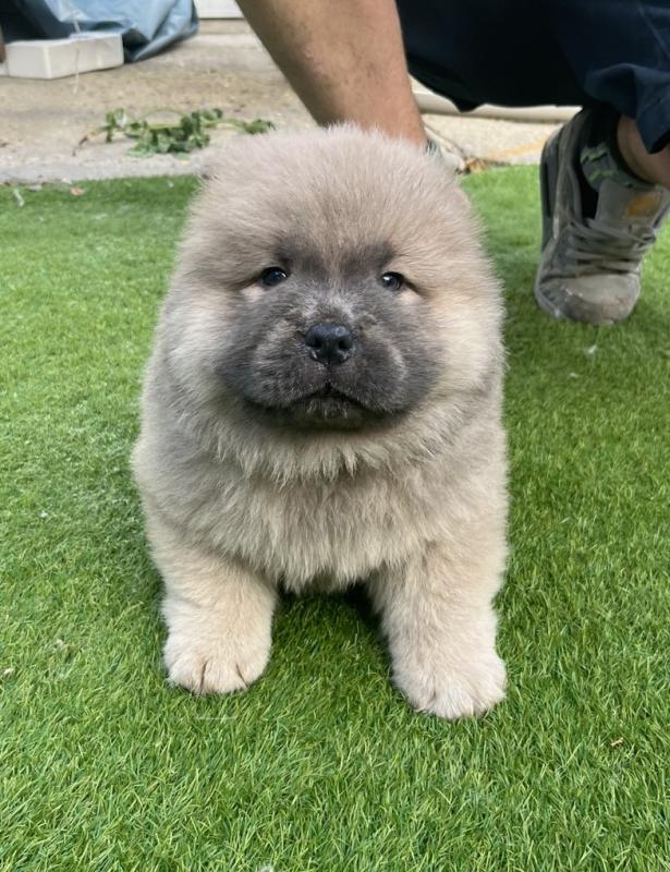 Chunky Chow Chow Puppies for Adoption Image eClassifieds4u