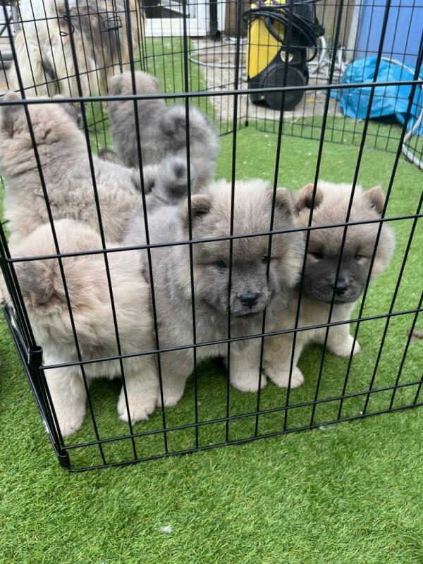 Chunky Chow Chow Puppies for Adoption Image eClassifieds4u