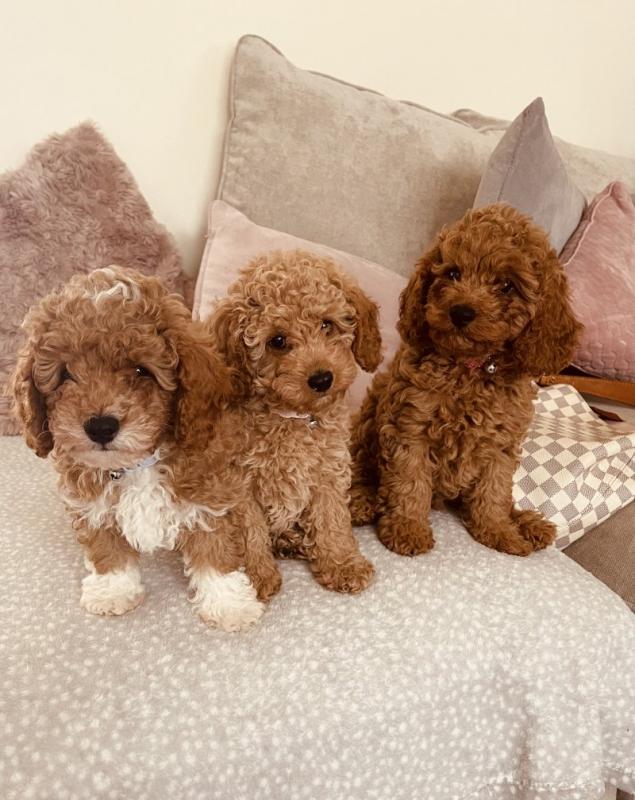 Gorgeous F2 Cavapoo puppies Image eClassifieds4u