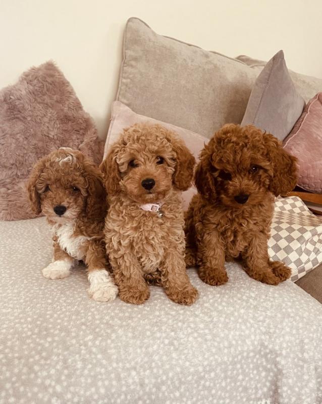 Gorgeous F2 Cavapoo puppies Image eClassifieds4u