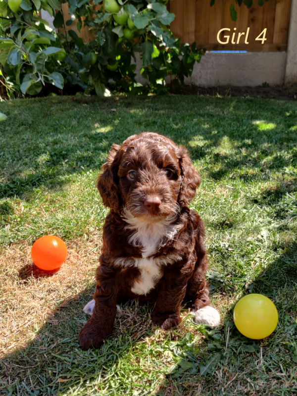 Lovely C0CKAPOO F1B puppies Image eClassifieds4u