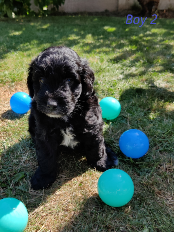 Lovely C0CKAPOO F1B puppies Image eClassifieds4u