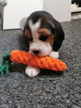 ⭐️ BEAGLES PUPPIES READY FOR LOVING HOMES⭐️ Image eClassifieds4u 1
