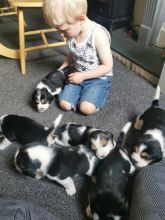 ⭐️ BEAGLES PUPPIES READY FOR LOVING HOMES⭐️ Image eClassifieds4u 2