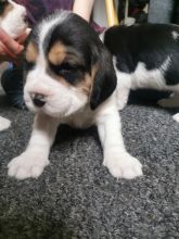 ⭐️ BEAGLES PUPPIES READY FOR LOVING HOMES⭐️ Image eClassifieds4u 4