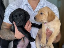 Stunning Golden/ Black Labrador retriever puppies Image eClassifieds4u 3