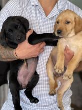 Stunning Golden/ Black Labrador retriever puppies Image eClassifieds4u 2