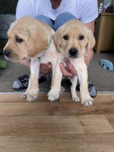 Stunning Golden/ Black Labrador retriever puppies Image eClassifieds4u 1
