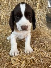# READY TO LEAVE # English Springer spaniels Image eClassifieds4u 2