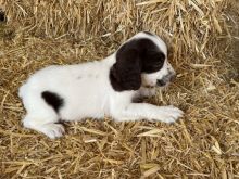 # READY TO LEAVE # English Springer spaniels Image eClassifieds4u 3