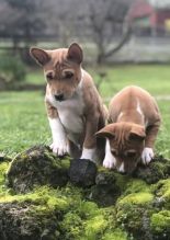 Beautiful Basenji puppies..!! Image eClassifieds4u 1