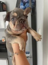 Beautiful French bulldog puppies ready for 5 star homes..!!! Image eClassifieds4u 2