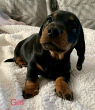 Beautiful Miniature Dachshund Puppies Image eClassifieds4u 3