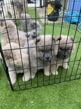 Chunky Chow Chow Puppies for Adoption Image eClassifieds4u 3