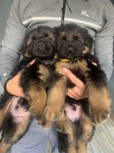 Chunky German shepherd puppies for Adoption.. !!!! Image eClassifieds4u 4