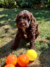 Lovely C0CKAPOO F1B puppies Image eClassifieds4u 1