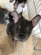 Pedigree French Bulldog Puppies Image eClassifieds4u 2
