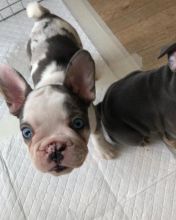 Pedigree French Bulldog Puppies Image eClassifieds4u 1