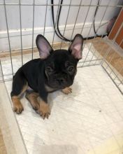 Pedigree French Bulldog Puppies Image eClassifieds4u 3