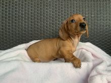 PRA clear Miniature Smooth Dachshund Puppies Image eClassifieds4u 2