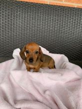 PRA clear Miniature Smooth Dachshund Puppies Image eClassifieds4u 3