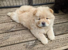 Purebred Chow Chow Pups now ready! Image eClassifieds4u 4