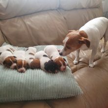 Smooth coat Jack Russell Terrier Puppies. Image eClassifieds4u 3