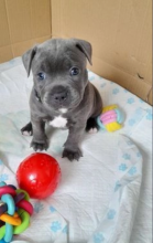 Staffordshire Bull Terrier Puppies ready to go. Image eClassifieds4u 3