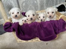 Stunning Bichon Frise Puppies *Available Now Image eClassifieds4u 1