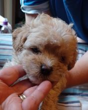 Stunning Shihpoos ready for 5☆homes Image eClassifieds4u 2