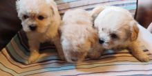 Stunning Shihpoos ready for 5☆homes Image eClassifieds4u 3
