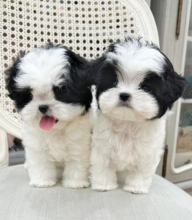 Super sweet companion Shih Tzu puppies now ready for approved homes. Image eClassifieds4u 3