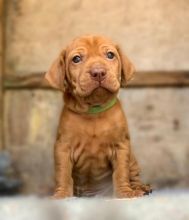 Superb Quality KC Reg Hungarian Vizsla Puppies Image eClassifieds4u 2