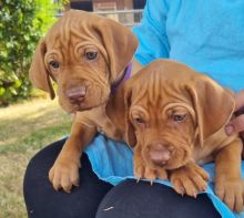 Superb Quality KC Reg Hungarian Vizsla Puppies Image eClassifieds4u 3