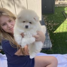 White Pomeranian puppies Image eClassifieds4u 3