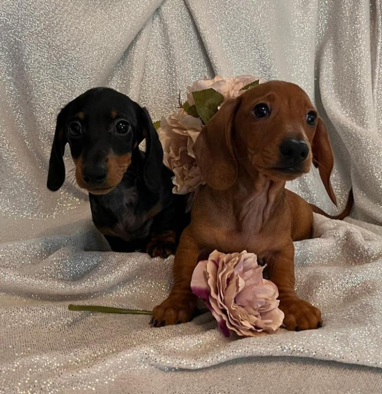 PRA clear Miniature Smooth Dachshund Puppies Image eClassifieds4u
