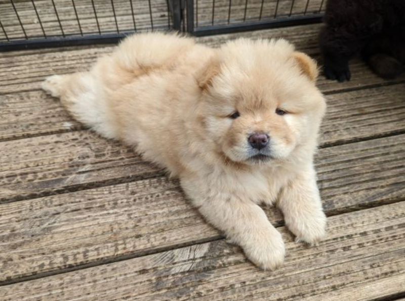 Purebred Chow Chow Pups now ready! Image eClassifieds4u
