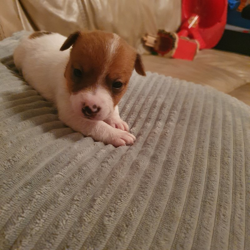 Smooth coat Jack Russell Terrier Puppies. Image eClassifieds4u