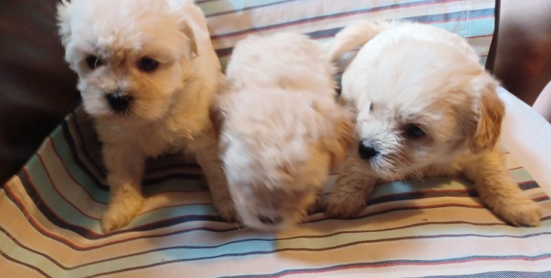 Stunning Shihpoos ready for 5☆homes Image eClassifieds4u