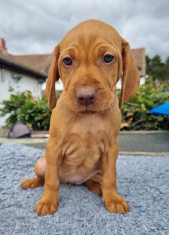 Superb Quality KC Reg Hungarian Vizsla Puppies Image eClassifieds4u