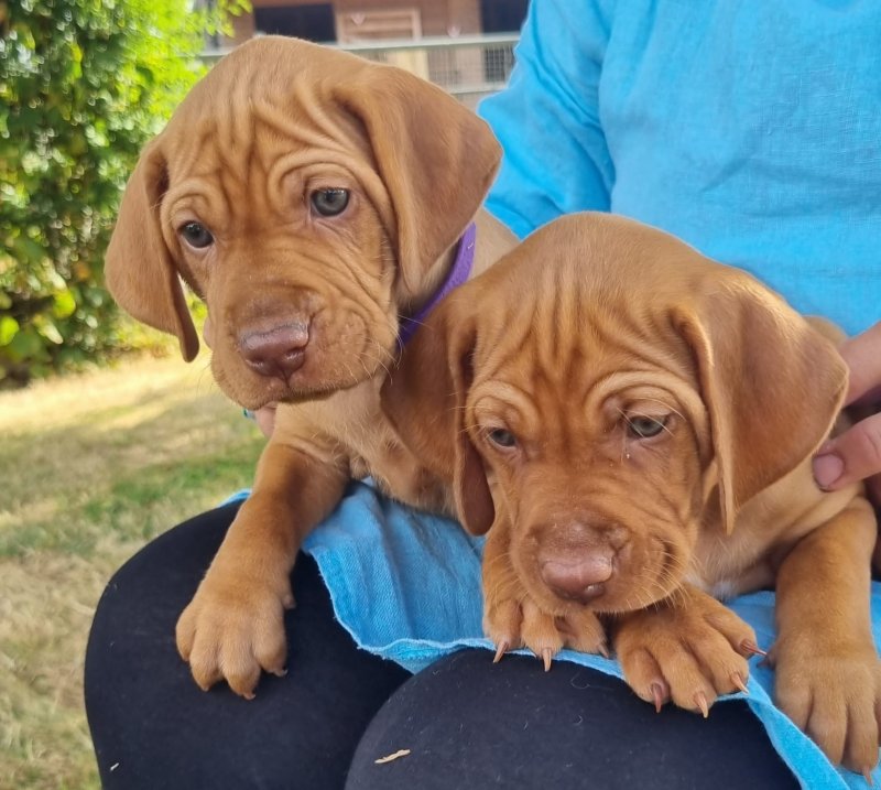 Superb Quality KC Reg Hungarian Vizsla Puppies Image eClassifieds4u