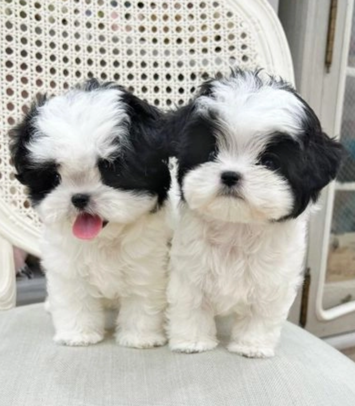 sweet Shih Tzu puppies now ready for approved homes only. Image eClassifieds4u