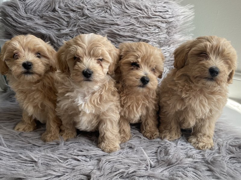 Tiny beautiful Maltipoo Puppies ready for loving home Image eClassifieds4u
