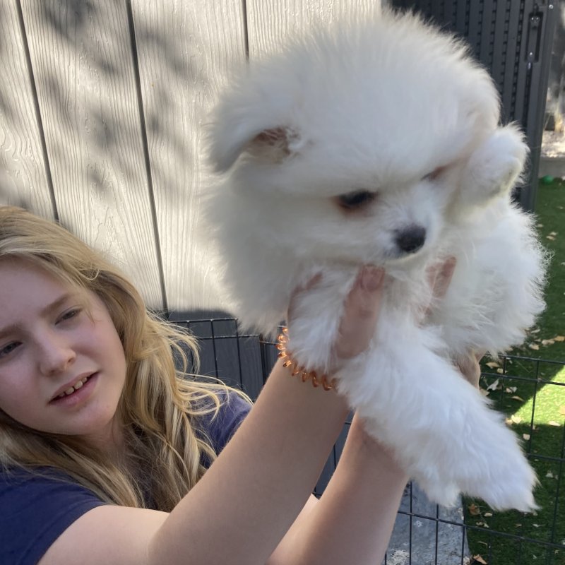 White Pomeranian puppies Image eClassifieds4u