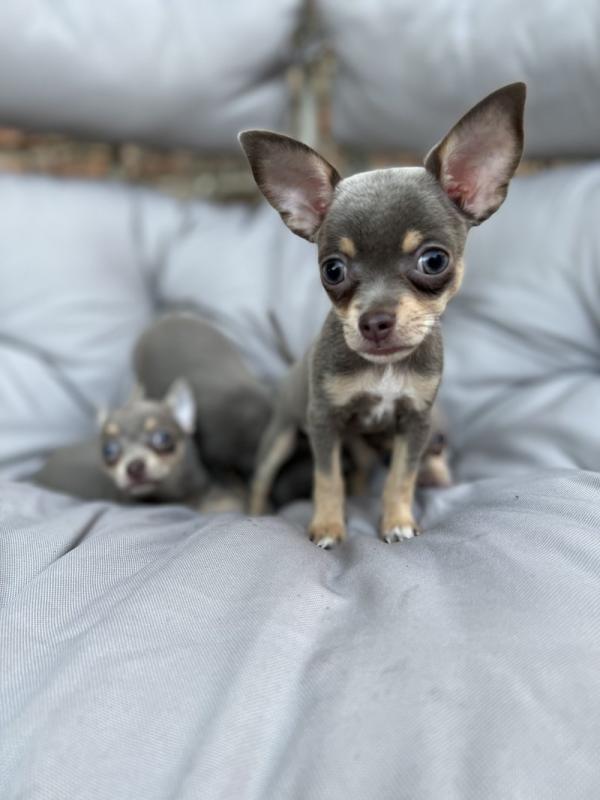 ❤️Gorgeous Chihuahua Puppies ready for loving homes❤️ Image eClassifieds4u