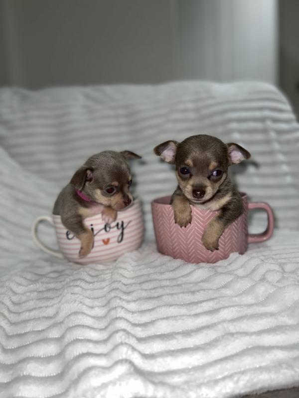❤️Gorgeous Chihuahua Puppies ready for loving homes❤️ Image eClassifieds4u