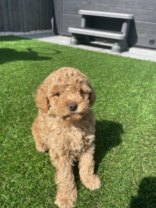 ❤️❤️PEDIGREE TOY POODLE PUPPIES.., PRA clear ❤️❤️ Image eClassifieds4u