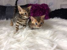 dfnty male and female Bengal kittens