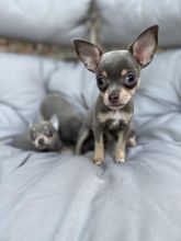 ❤️Gorgeous Chihuahua Puppies ready for loving homes❤️